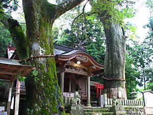 中宮神社と御神木の大スギ